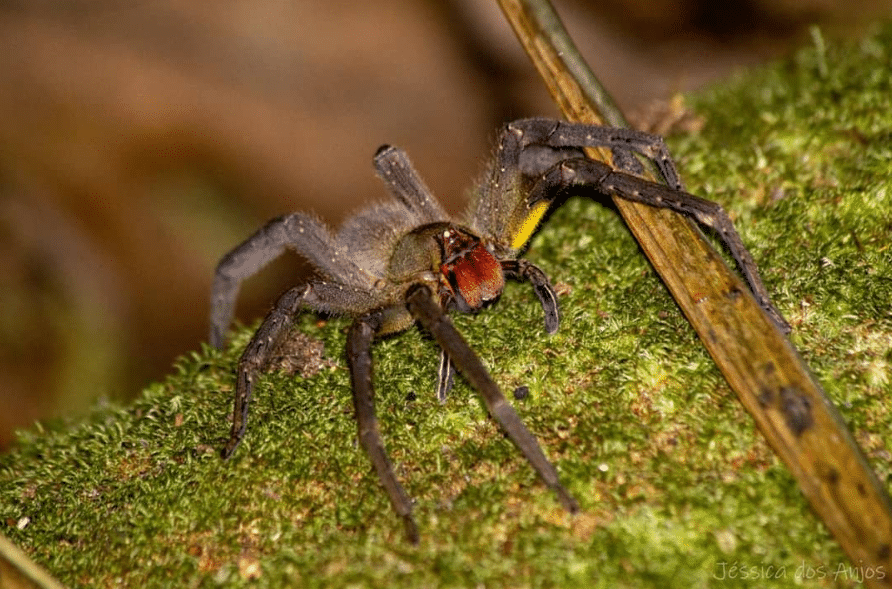 brazilian wandering spider fangs