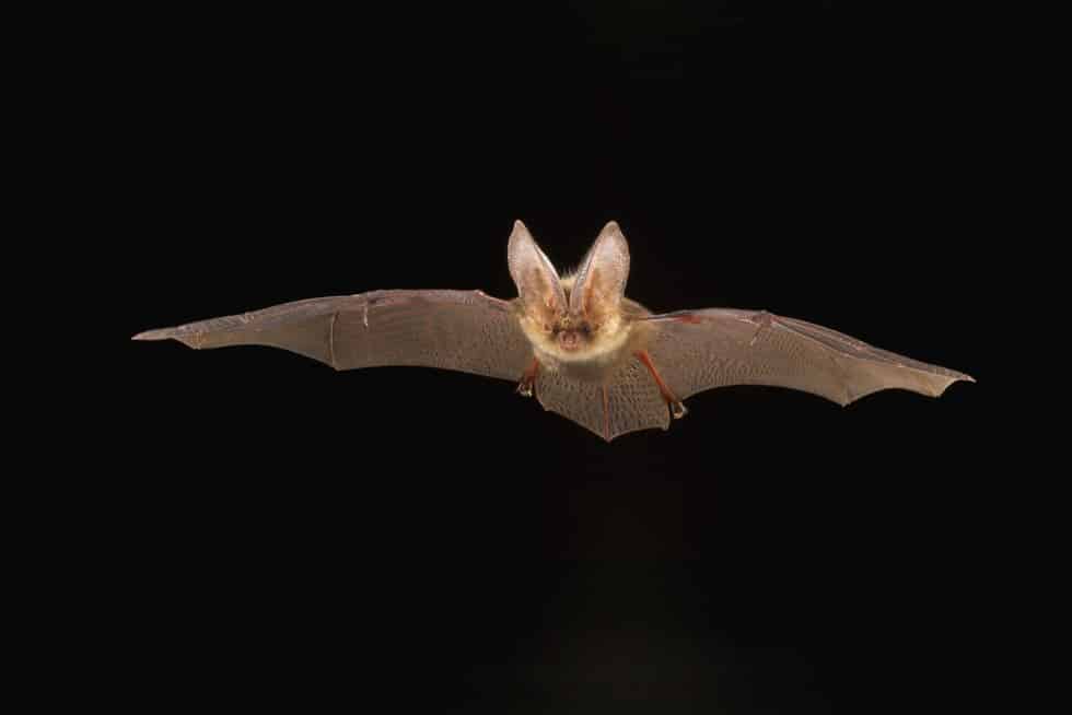 Brown Long-Eared Bat (Plecotus Auritus)