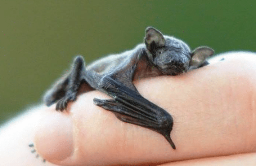 Bumblebee bat