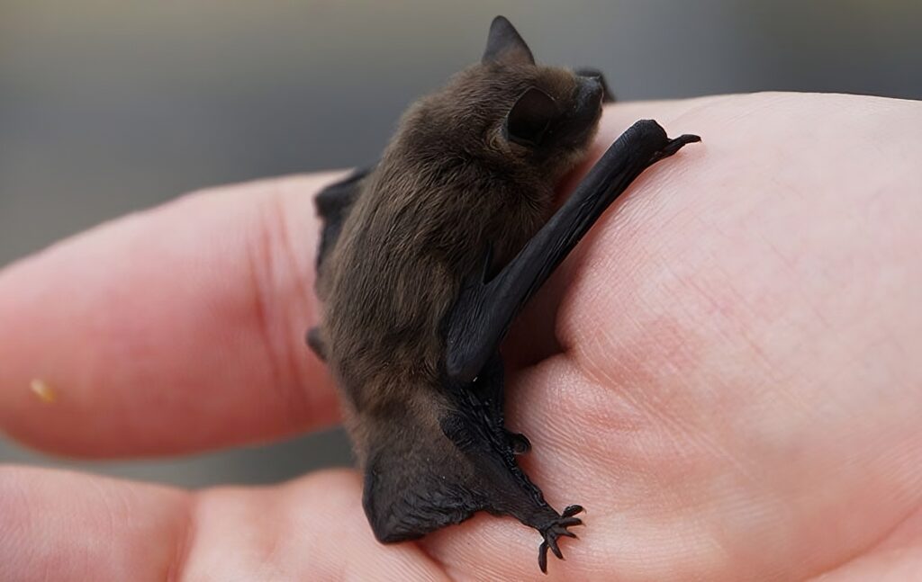 Bumblebee Bat on a mans hand