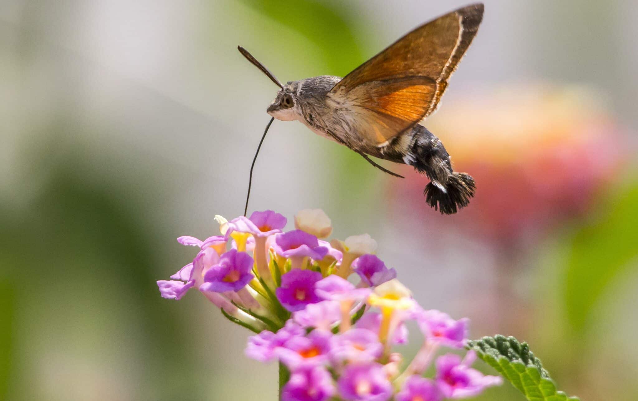 Hummingbird Hawk-Moth (Macroglossum Stellatarum) - Glenlivet Wildlife