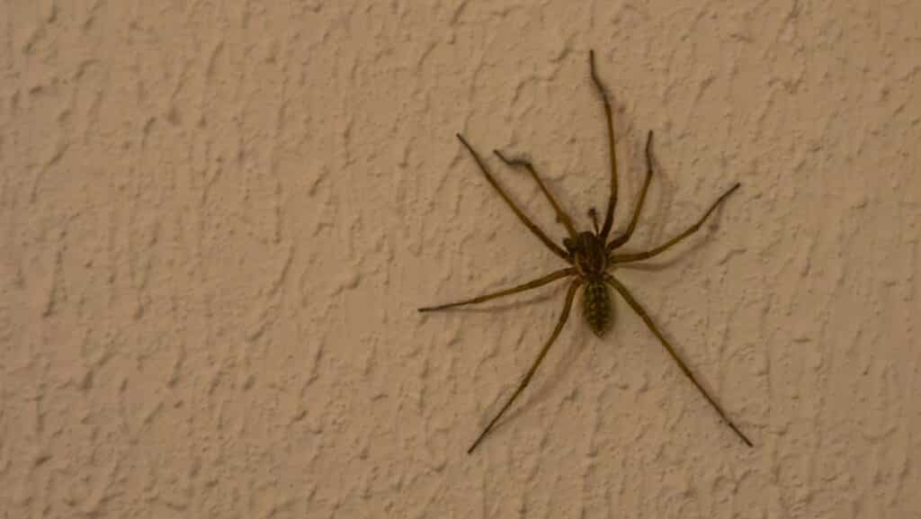 Hobo Spider (Eratigena Agrestis)