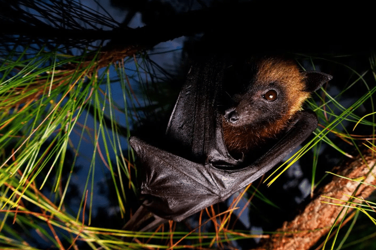 Madagascan Flying Fox. Credit: michaelmcguirephoto