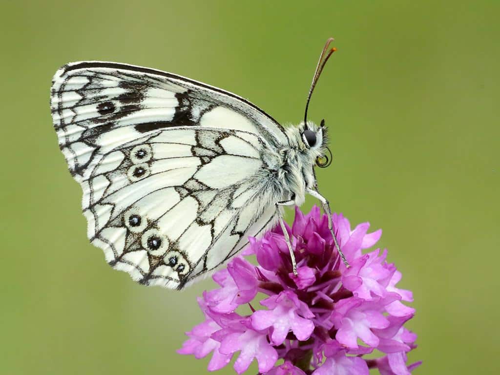 Marbled white butterflies mating - Stock Image - C021/8048 - Science Photo  Library