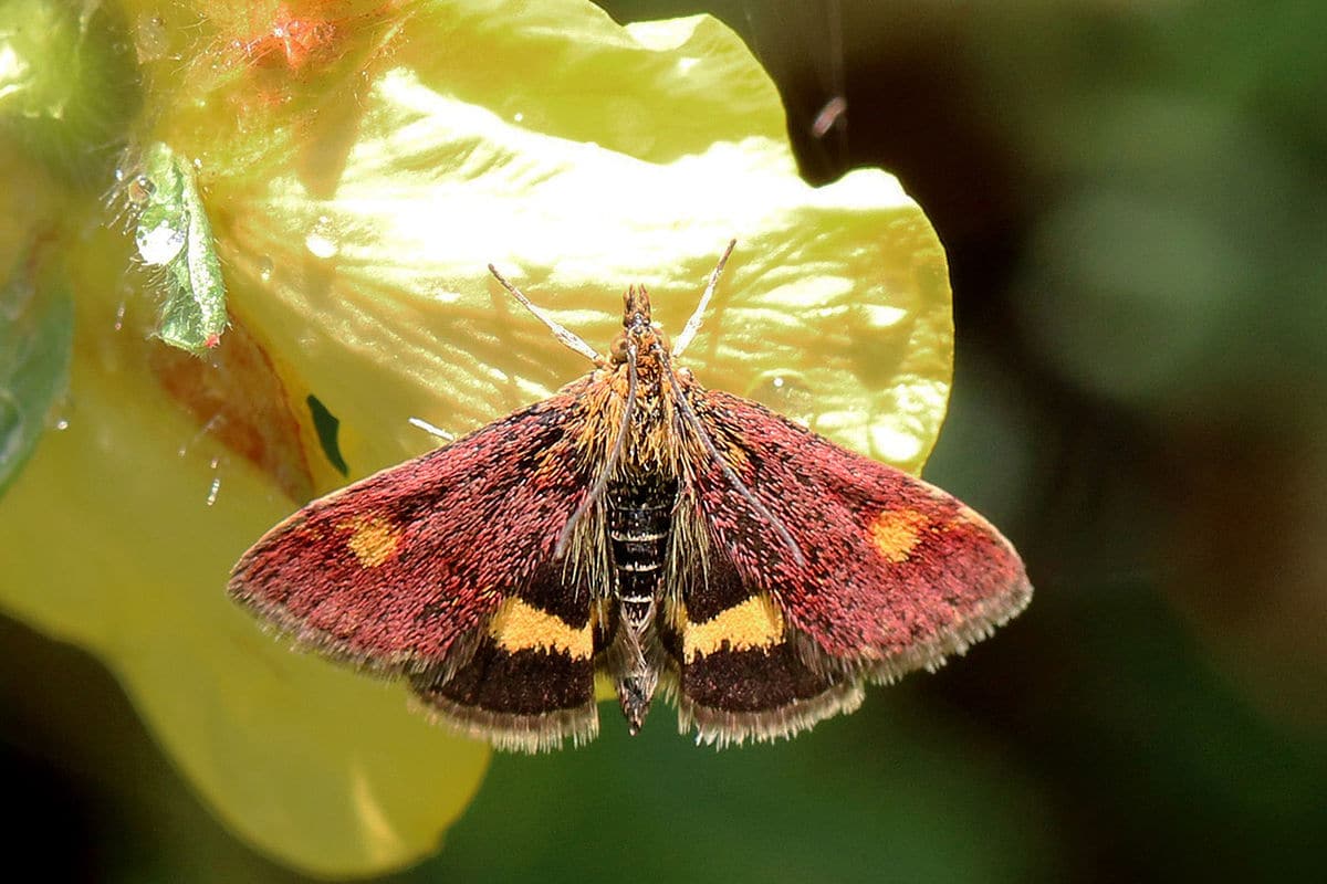 Mint Moth (Pyrausta Aurata) - Glenlivet Wildlife