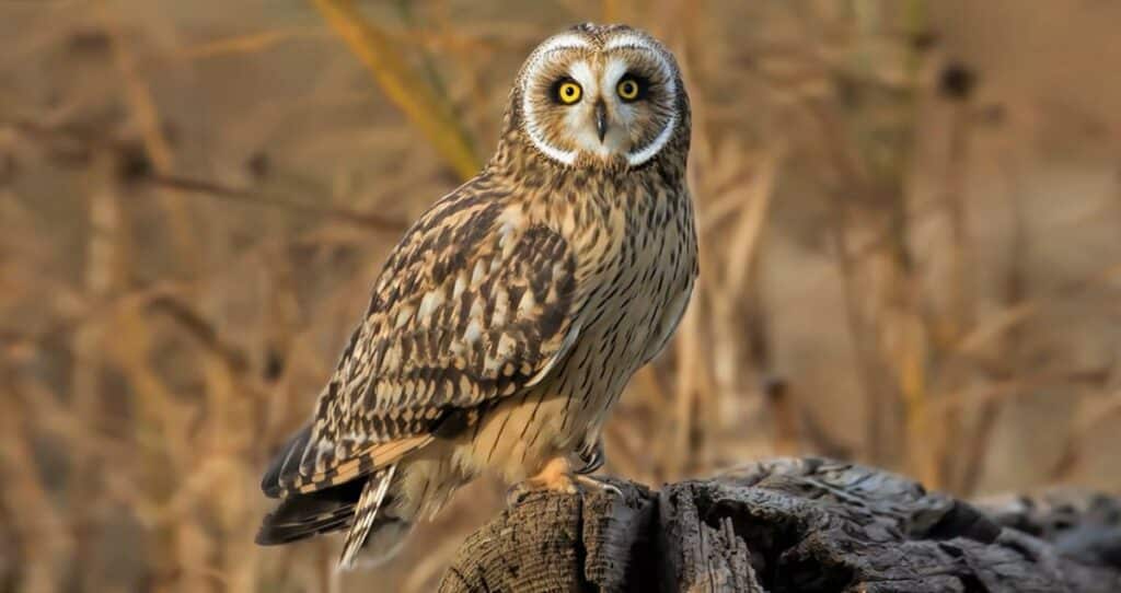 Short-Eared Owl (Asio Flammeus)