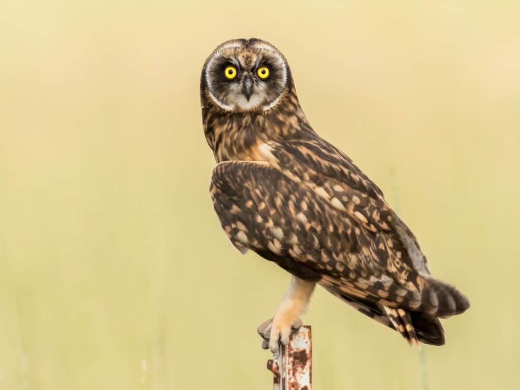 Short-Eared Owl (Asio Flammeus)