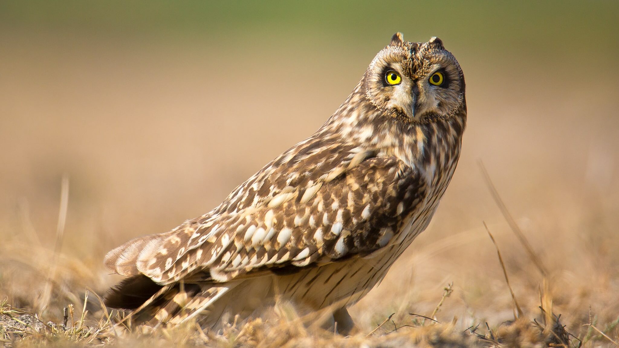 Short-Eared Owl (Asio Flammeus)