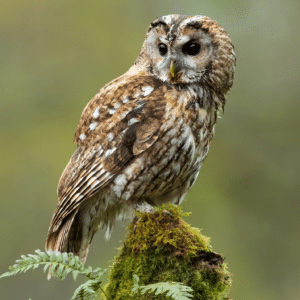 The 6 Types Of Owls In The UK - Glenlivet Wildlife