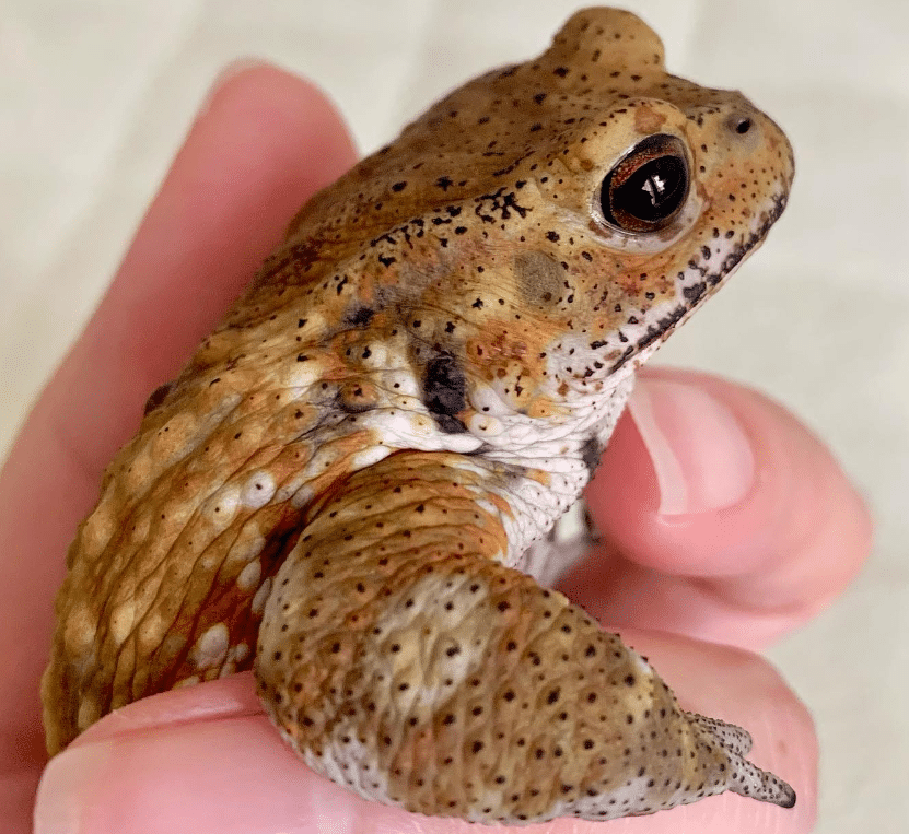 A toad in a female hand