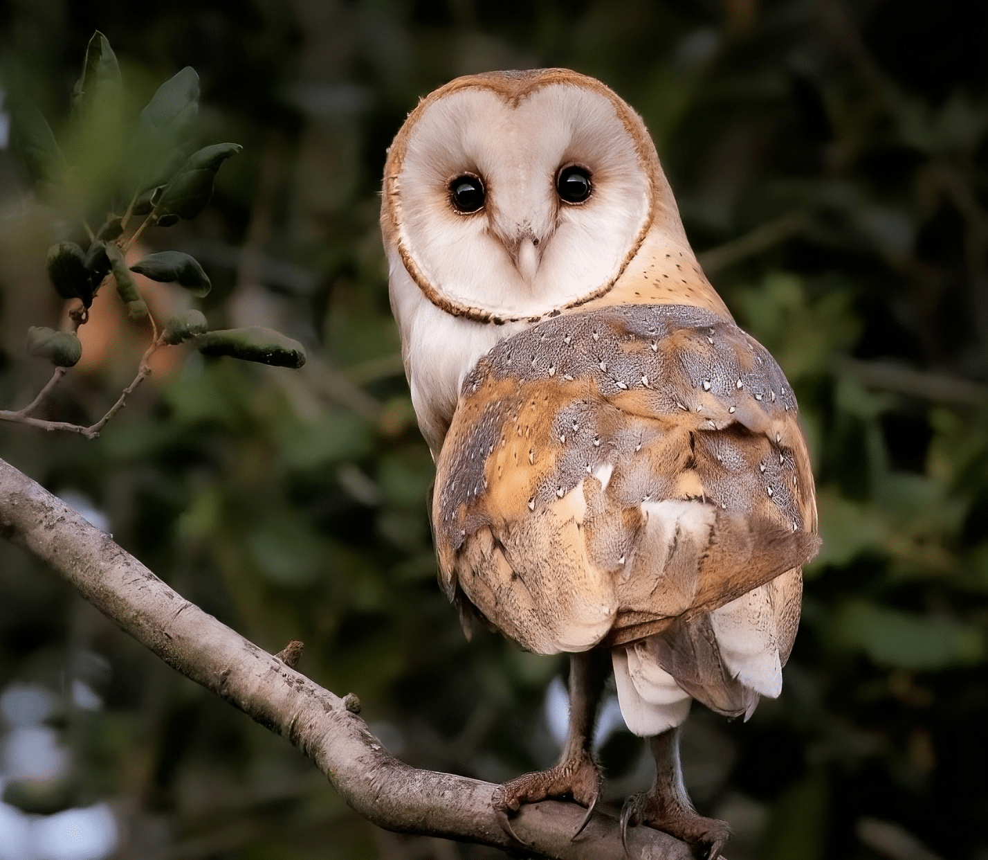 The 6 Types Of Owls In The UK - Glenlivet Wildlife