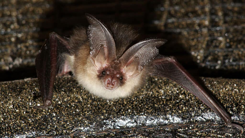 Brown Long-Eared Bat (Plecotus Auritus)