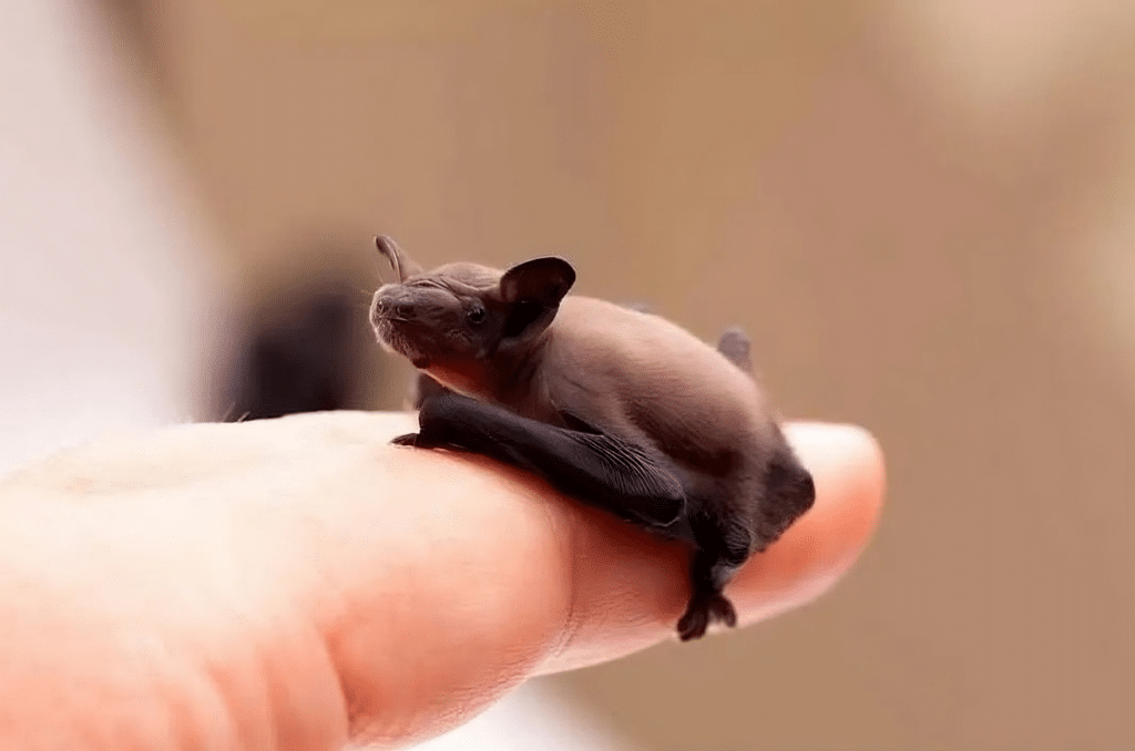 Bumblebee bat
