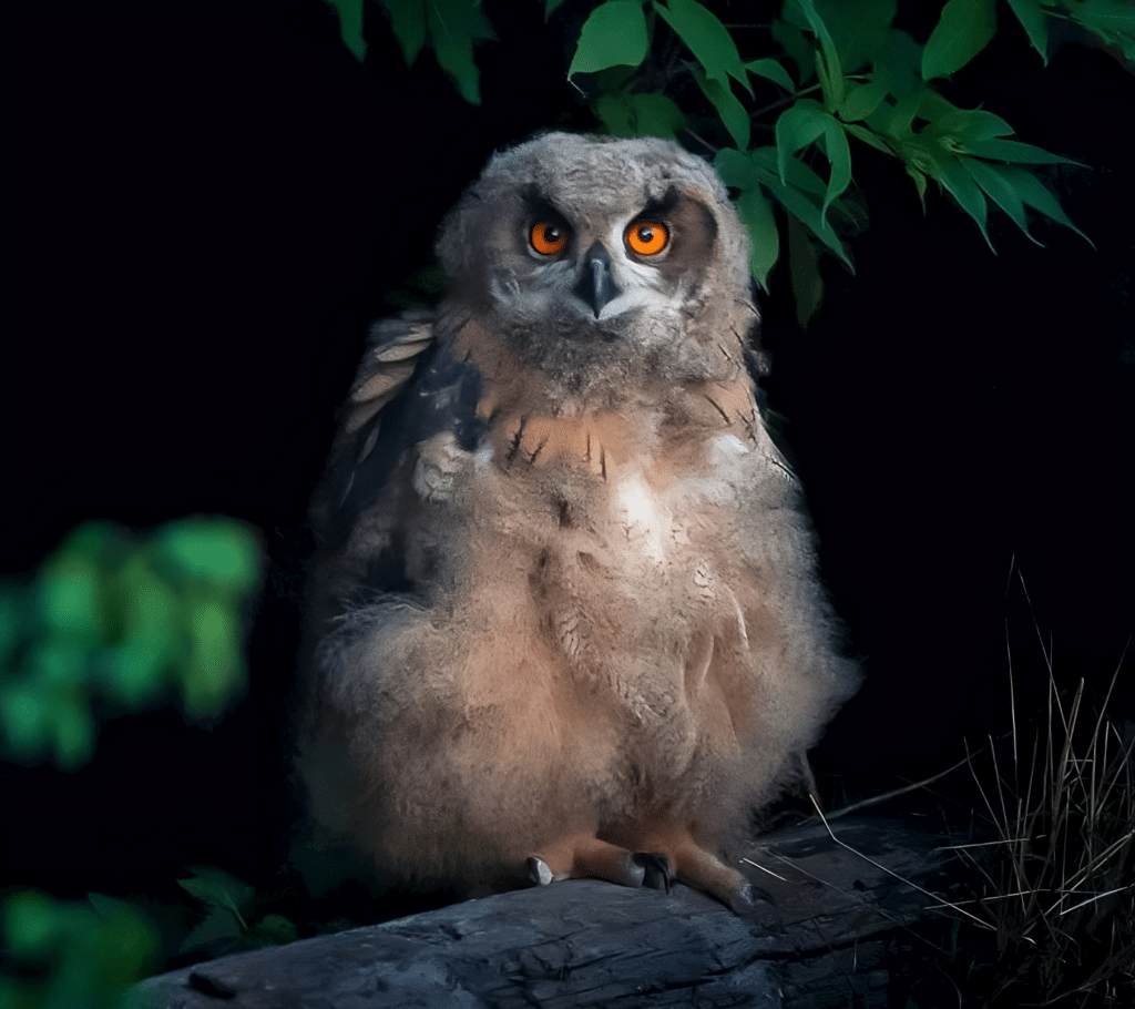 Eagle owl chick. Credit: soosseli