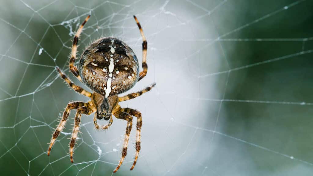European Garden Spider (Araneus Diadematus)