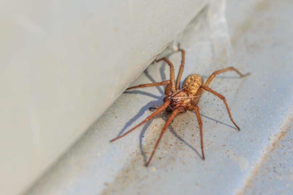 Hobo Spider (Eratigena Agrestis)