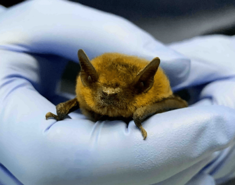 Pipistrelle Bats - Glenlivet Wildlife
