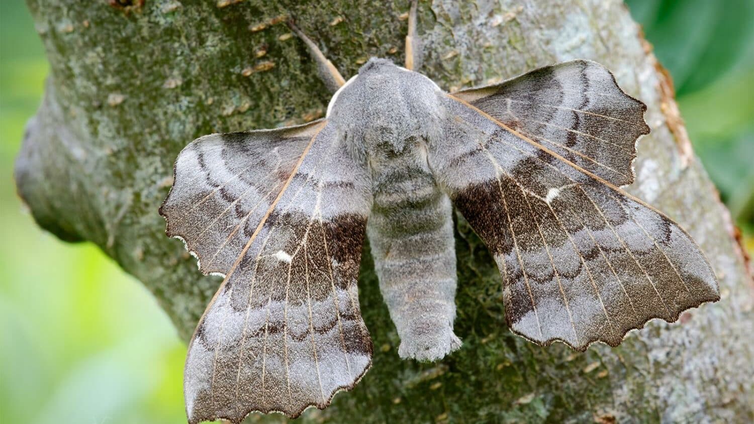 Poplar Hawk Moth (Laothoe Populi): Behaviour, Diet, and Environment ...