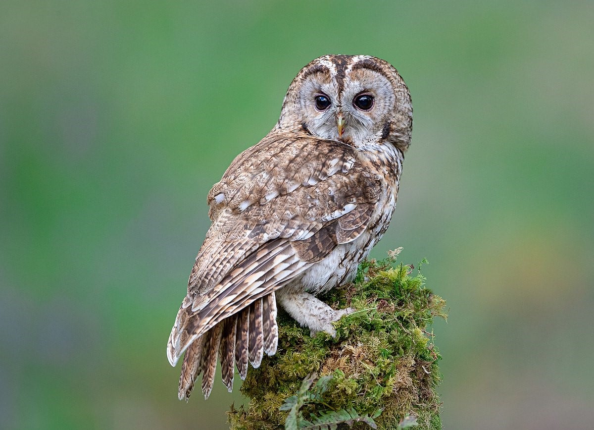 Tawny Owl (Strix Aluco): The Iconic Forester of the UK Unveiled ...