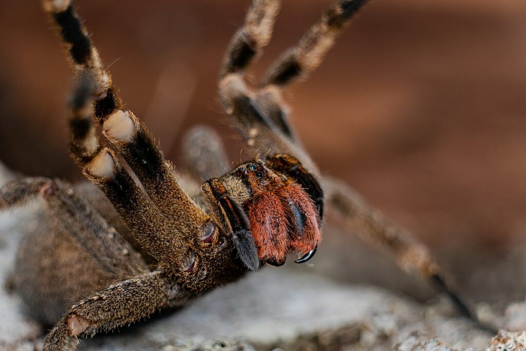 brazilian wandering spider fangs