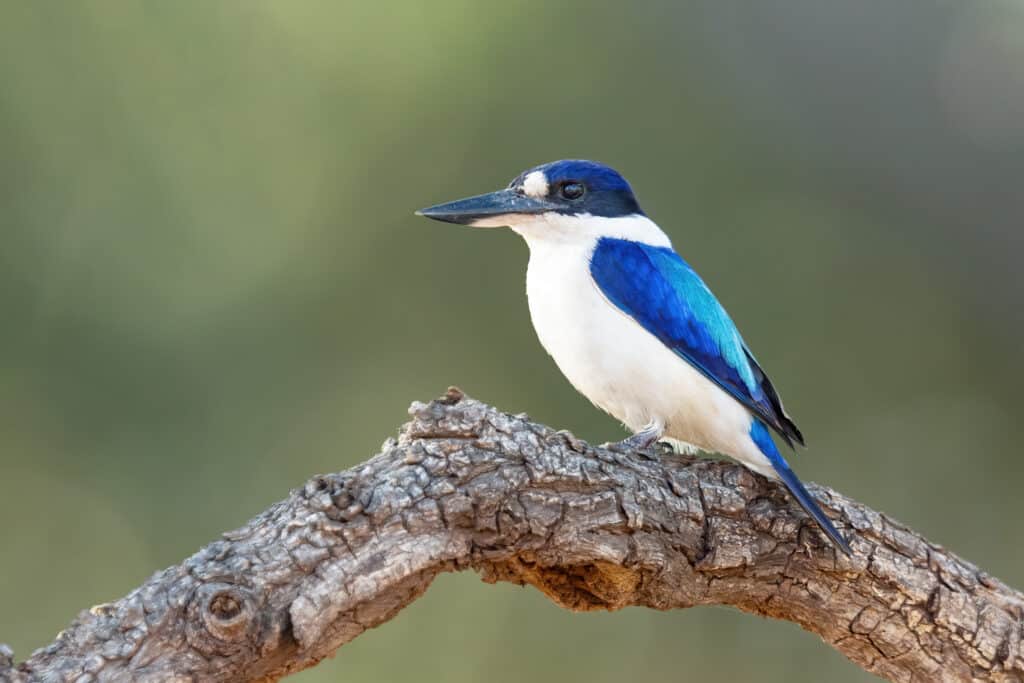 Forest Kingfisher (Todiramphus macleayii)