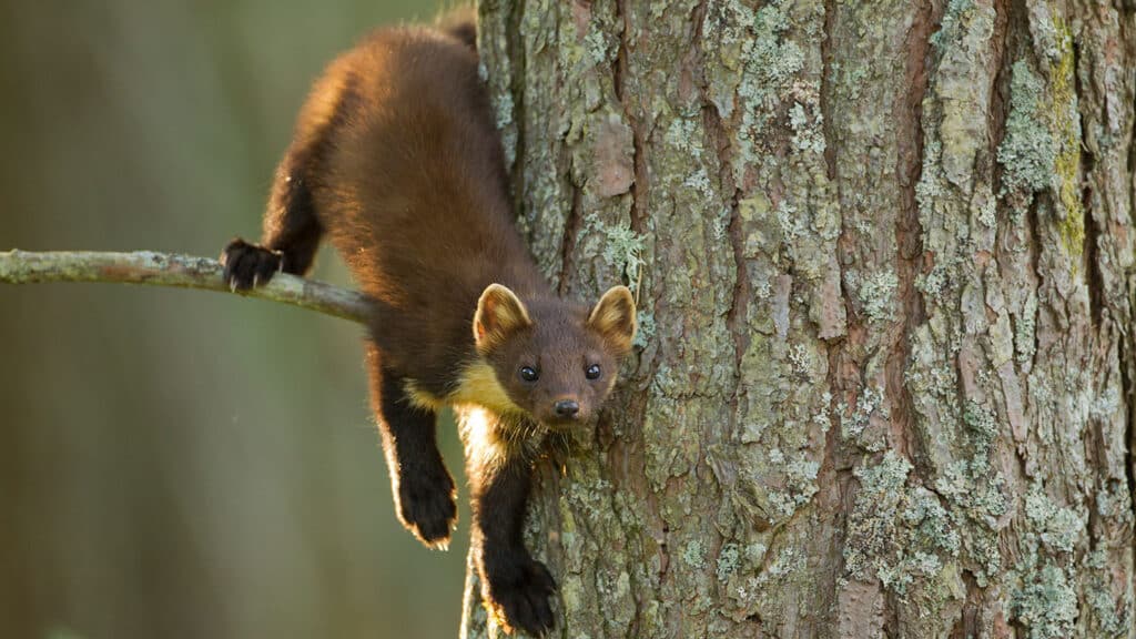 Pine Marten on a tree