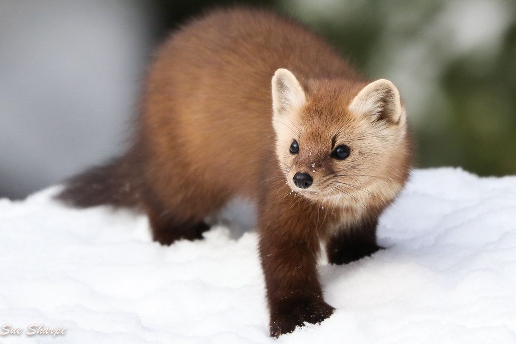 Pine Marten. Credit: Sue Sharpe