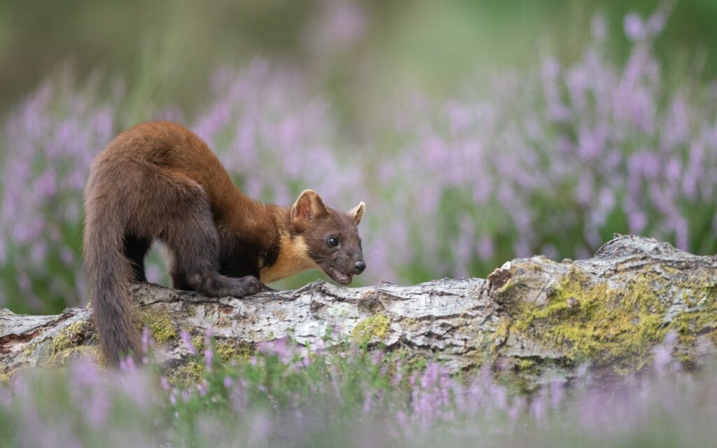 Pine Marten. Credit: Joshua Copping