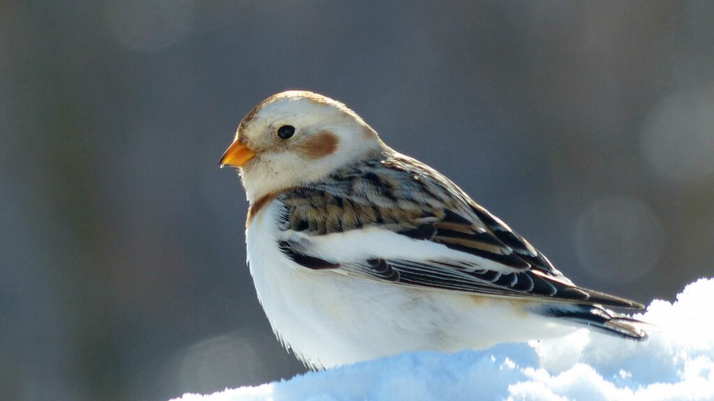 Snow bunting