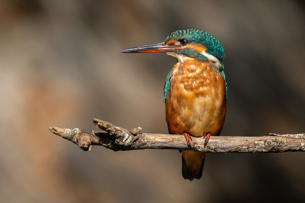 Common kingfisher on a branch