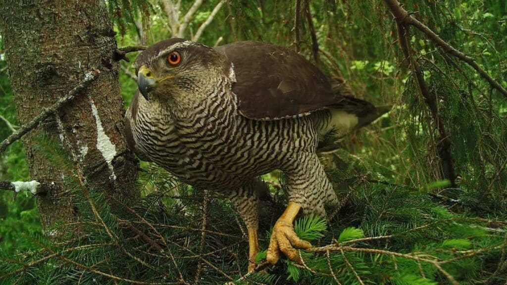 female goshawk. Credit Anna Field 