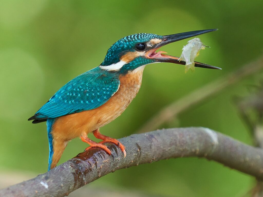 Kingfisher catches a fish