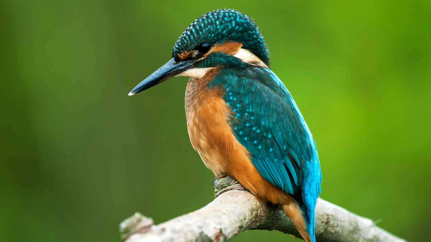 The Common Kingfisher (Alcedo Atthis): Jewel of UK Waterways The Common Kingfisher (Alcedo Atthis): Jewel of UK Waterways