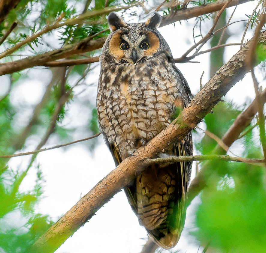 Long-eared owl in Union County, New Jersey. Credit: davidlei