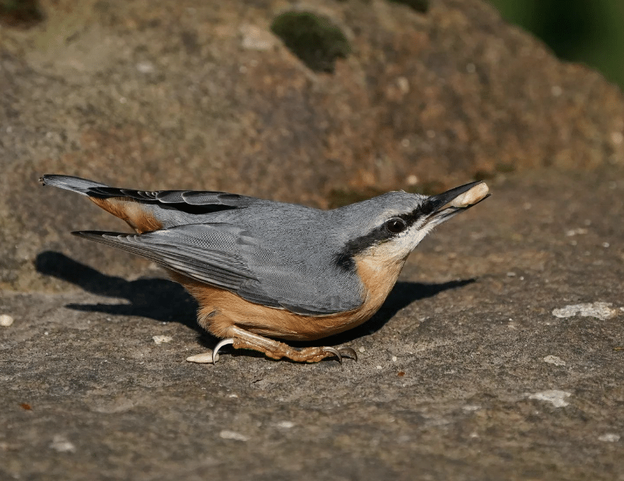 Nuthatch at Cannop Ponds