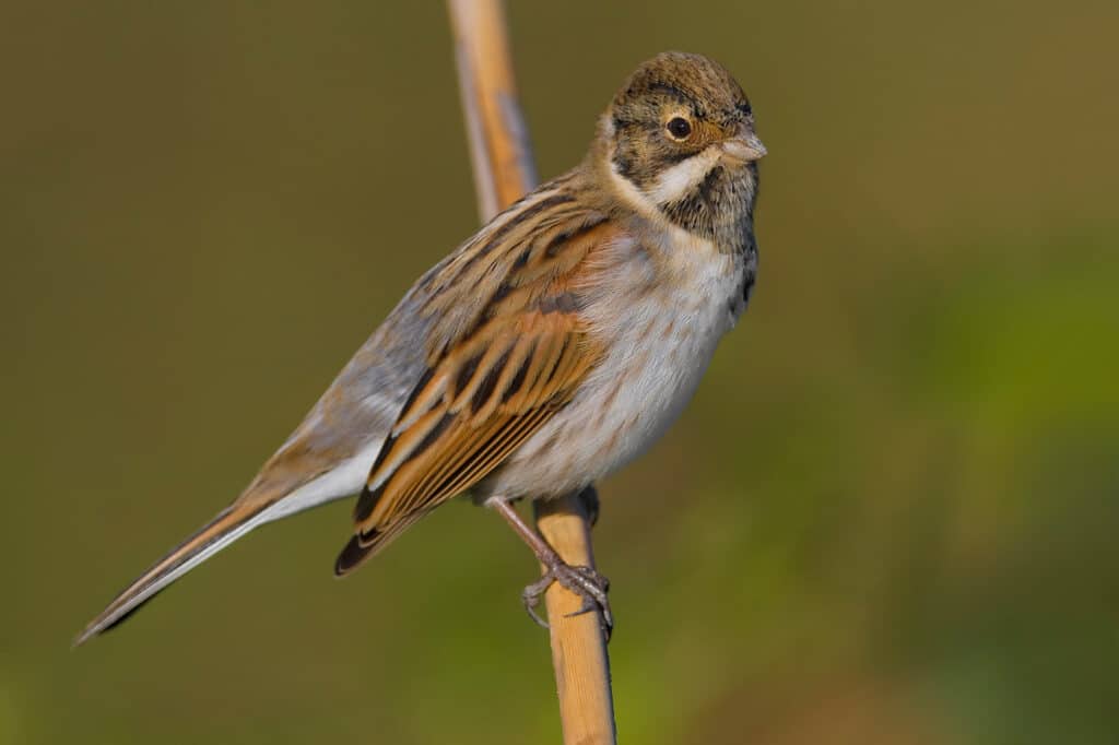 Reed Bunting (Emberiza schoeniclus)