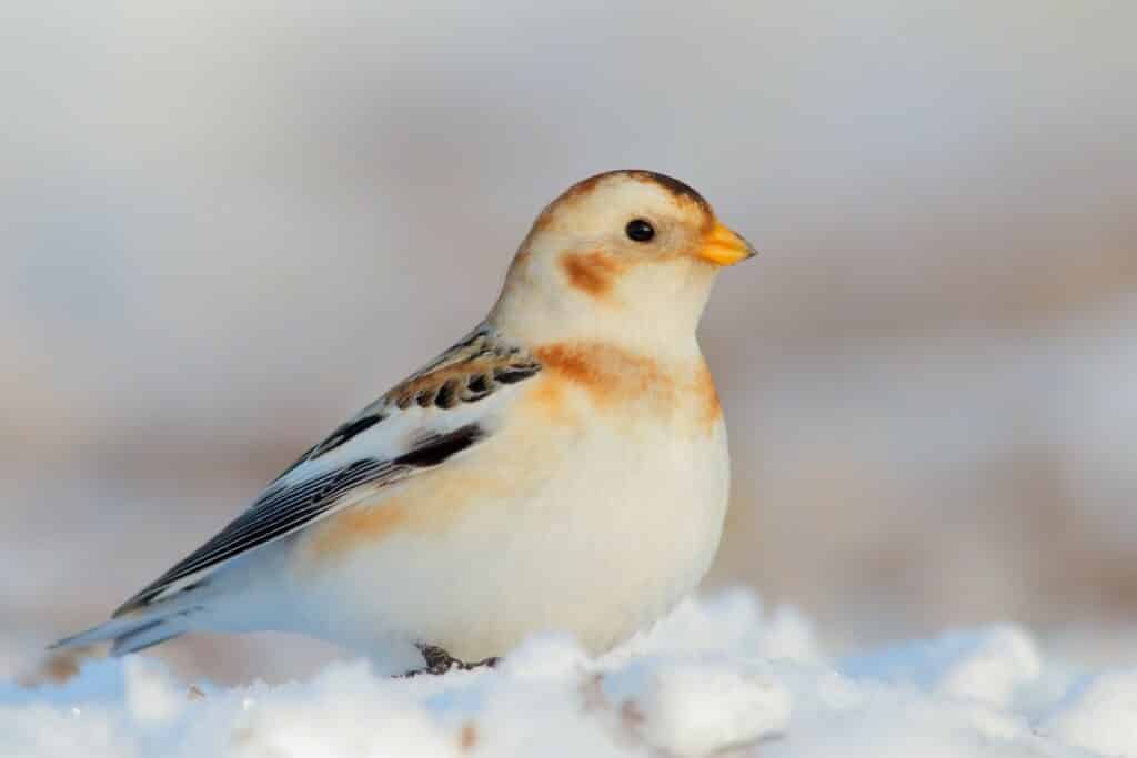 Snow bunting